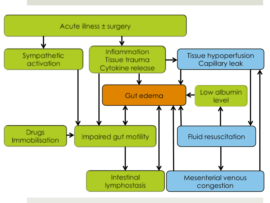 Figure 1. Main mechanisms of gut edema.
